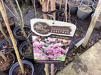 Assortiment sierstammen - acer - prunus kanzan - salix - syringen (x20) - afbeelding 3 van  8