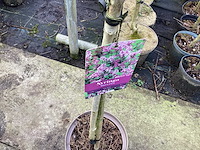 Assortiment sierstammen - acer - prunus kanzan - salix - syringen (x20) - afbeelding 5 van  8