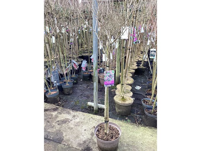 Assortiment sierstammen - acer - prunus kanzan - salix - syringen (x20) - afbeelding 6 van  8