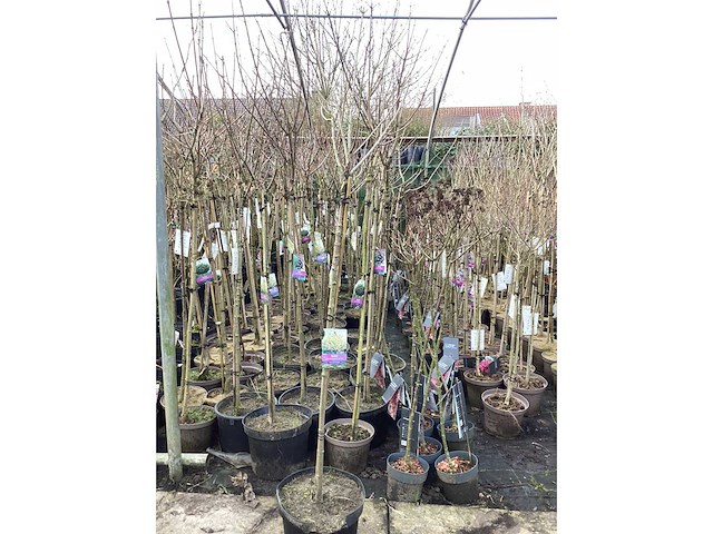 Assortiment sierstammen - acer - prunus kanzan - salix - syringen (x20) - afbeelding 2 van  8