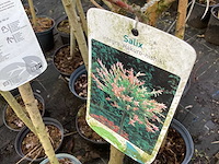 Assortiment sierstammen - acer - prunus kanzan - salix - syringen (x20) - afbeelding 7 van  8
