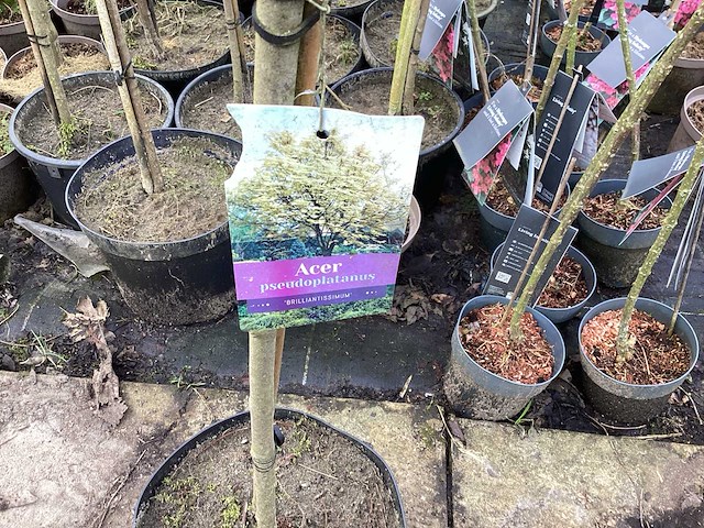 Assortiment sierstammen - acer - prunus kanzan - salix - syringen (x20) - afbeelding 1 van  7