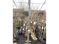 Assortiment sierstammen - hydrangea's - acer's (x10) - afbeelding 4 van  12