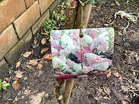 Assortiment sierstammen - hydrangea's - acer's (x10) - afbeelding 1 van  12