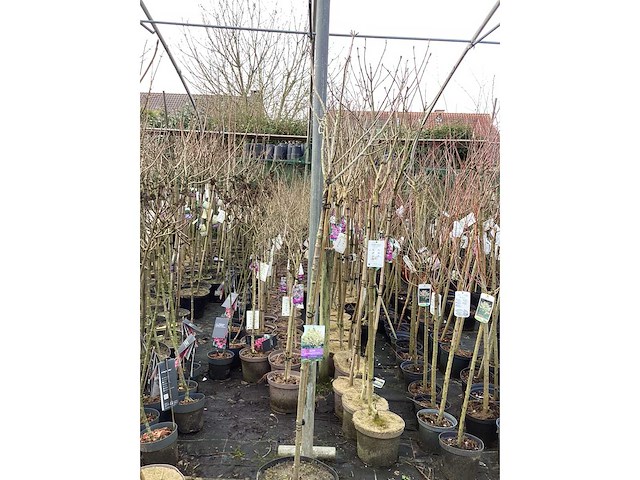 Assortiment sierstammen - hydrangea's - acer's (x10) - afbeelding 4 van  12