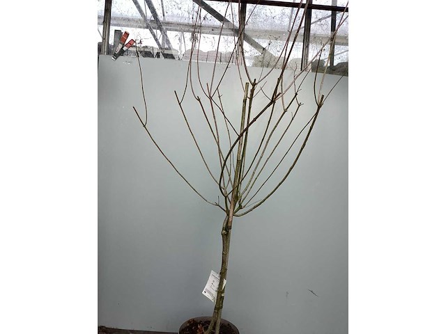 Assortiment sierstammen - hydrangea's - acer's (x10) - afbeelding 10 van  12