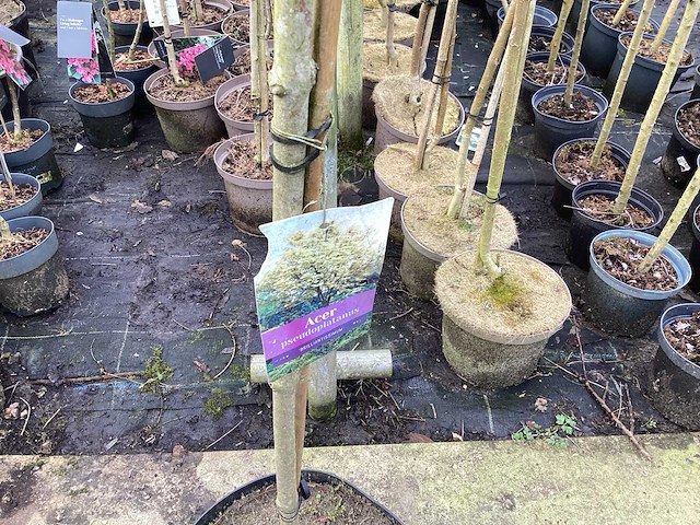 Assortiment sierstammen - hydrangea's - acer's (x10) - afbeelding 3 van  12