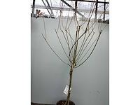Assortiment sierstammen - hydrangea's - acer's (x10) - afbeelding 10 van  12