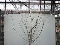 Assortiment sierstammen - hydrangea's - acer's (x10) - afbeelding 12 van  12
