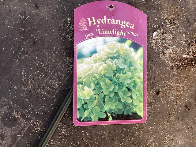 Assortiment sierstammen - hydrangea's - acer's (x10) - afbeelding 9 van  12