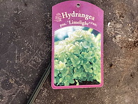 Assortiment sierstammen - hydrangea's - acer's (x10) - afbeelding 9 van  12