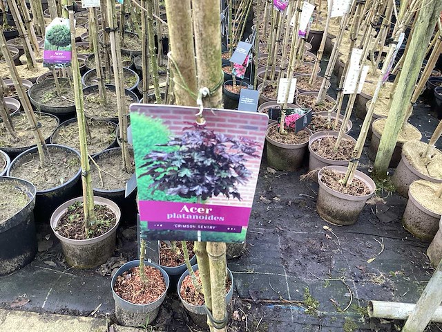 Assortiment sierstammen - hydrangea's - acer's (x10) - afbeelding 10 van  12