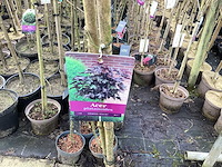 Assortiment sierstammen - hydrangea's - acer's (x10) - afbeelding 10 van  12