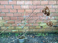 Assortiment sierstammen - hydrangea's - acer's (x10) - afbeelding 8 van  12