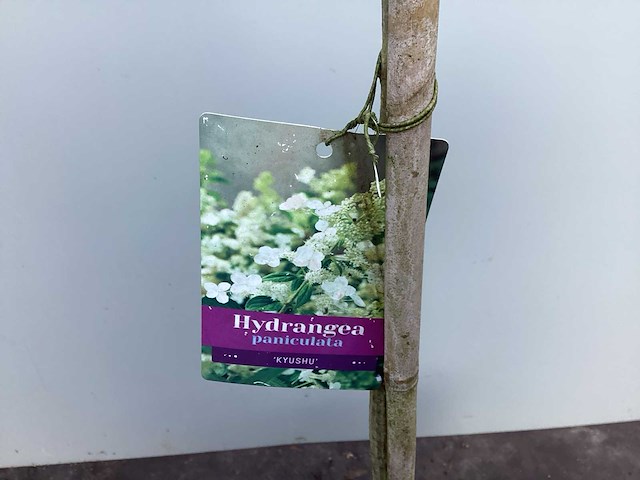 Assortiment sierstammen - hydrangea's - acer's (x10) - afbeelding 2 van  4