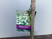 Assortiment sierstammen - hydrangea's - acer's (x10) - afbeelding 2 van  4