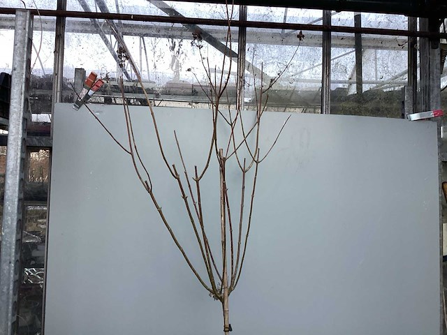 Assortiment sierstammen - hydrangea's - acer's (x10) - afbeelding 9 van  12