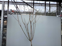 Assortiment sierstammen - hydrangea's - acer's (x10) - afbeelding 9 van  12