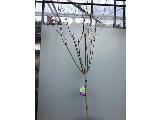 Assortiment sierstammen - hydrangea's - acer's (x10) - afbeelding 10 van  12