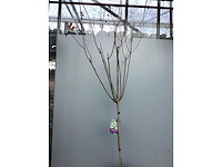 Assortiment sierstammen - hydrangea's - acer's (x10) - afbeelding 10 van  12