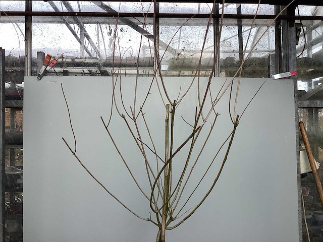 Assortiment sierstammen - hydrangea's - acer's (x10) - afbeelding 3 van  4