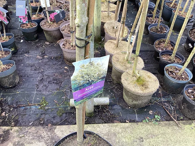Assortiment sierstammen - hydrangea's - acer's (x10) - afbeelding 3 van  12