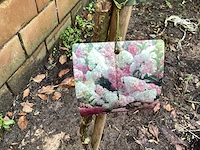 Assortiment sierstammen - hydrangea's - acer's (x10)