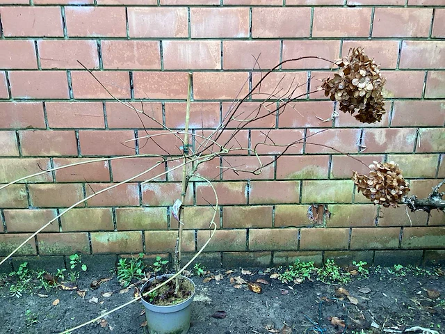 Assortiment sierstammen - hydrangea's - acer's (x10) - afbeelding 5 van  12