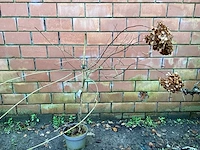 Assortiment sierstammen - hydrangea's - acer's (x10) - afbeelding 5 van  12