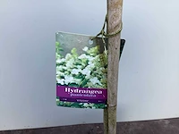 Assortiment sierstammen - hydrangea's - acer's (x10) - afbeelding 6 van  12