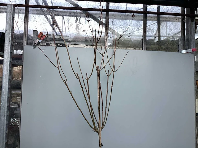 Assortiment sierstammen - hydrangea's - acer's (x10) - afbeelding 7 van  12