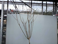 Assortiment sierstammen - hydrangea's - acer's (x10) - afbeelding 7 van  12