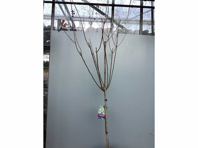 Assortiment sierstammen - hydrangea's - acer's (x10) - afbeelding 8 van  12