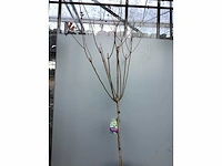 Assortiment sierstammen - hydrangea's - acer's (x10) - afbeelding 8 van  12
