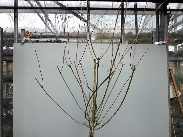 Assortiment sierstammen - hydrangea's - acer's (x10) - afbeelding 9 van  12