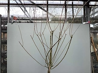 Assortiment sierstammen - hydrangea's - acer's (x10) - afbeelding 9 van  12
