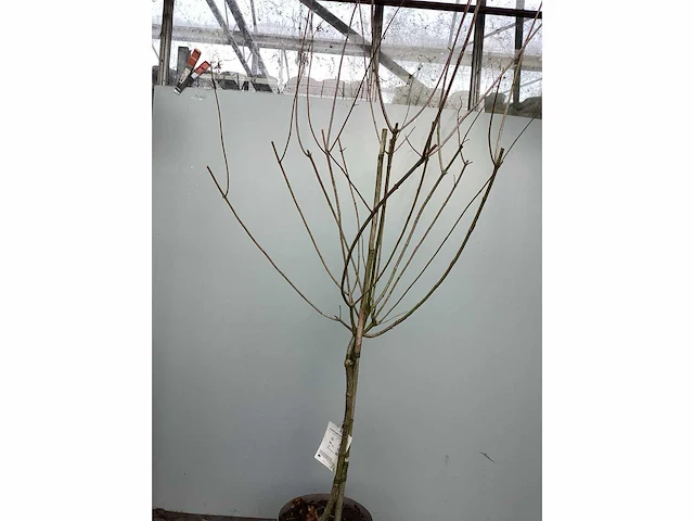 Assortiment sierstammen - hydrangea's - acer's (x10) - afbeelding 10 van  12