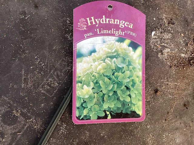 Assortiment sierstammen - hydrangea's - acer's (x10) - afbeelding 11 van  12