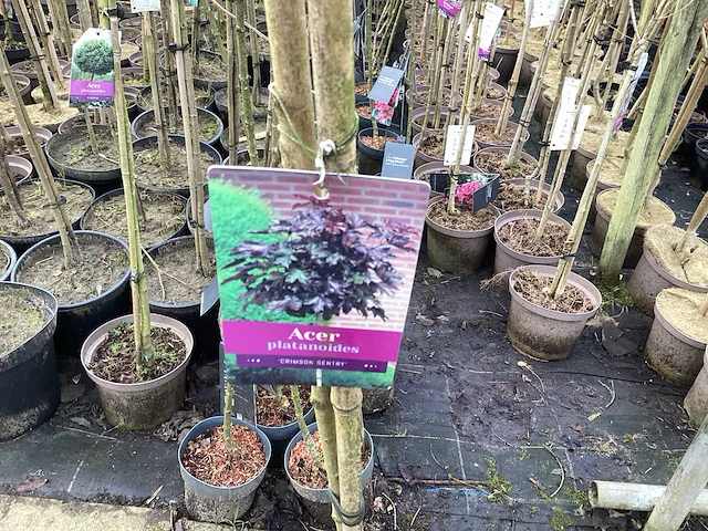 Assortiment sierstammen - hydrangea's - acer's (x10) - afbeelding 12 van  12