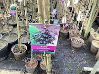 Assortiment sierstammen - hydrangea's - acer's (x10) - afbeelding 12 van  12
