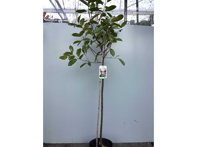 Assortiment stammen - roos - salix - photinia (x30) - afbeelding 5 van  8