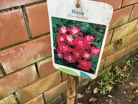 Assortiment stammen - roos - salix - photinia (x30)