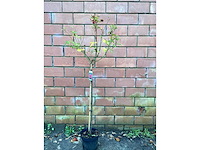 Assortiment stammen - roos - salix - photinia (x30)