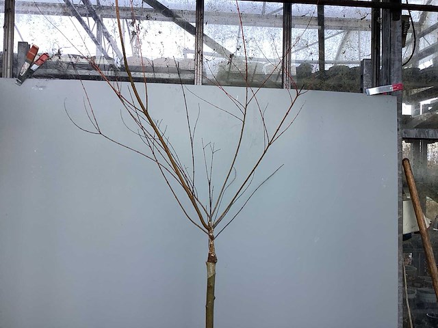 Assortiment stammen - roos - salix - photinia (x30) - afbeelding 6 van  7
