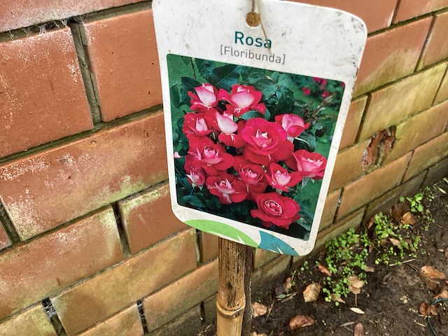 Assortiment stammen - roos - salix - photinia (x30) - afbeelding 1 van  7