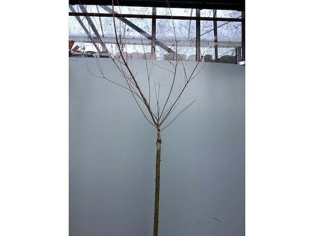 Assortiment stammen - roos - salix - photinia (x30) - afbeelding 7 van  7
