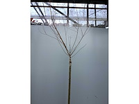 Assortiment stammen - roos - salix - photinia (x30) - afbeelding 7 van  7