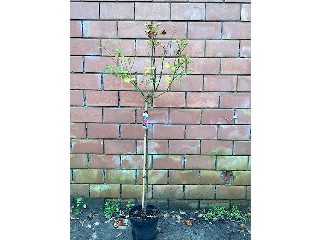 Assortiment stammen - roos - salix - photinia (x30) - afbeelding 2 van  8