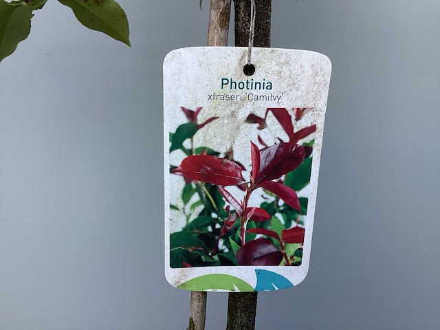Assortiment stammen - roos - salix - photinia (x30) - afbeelding 2 van  3