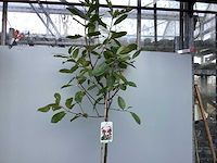 Assortiment stammen - roos - salix - photinia (x30) - afbeelding 4 van  7
